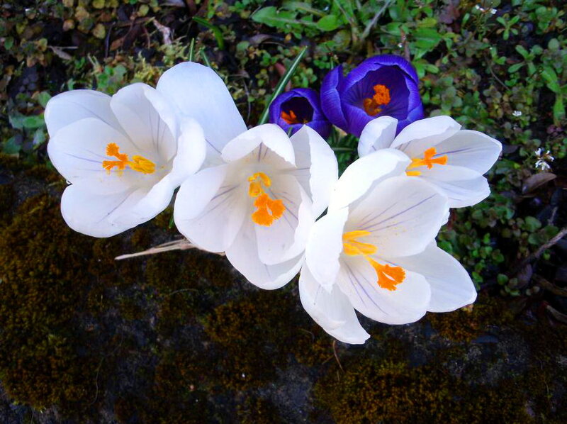 White and Purple Crocuses — Natural