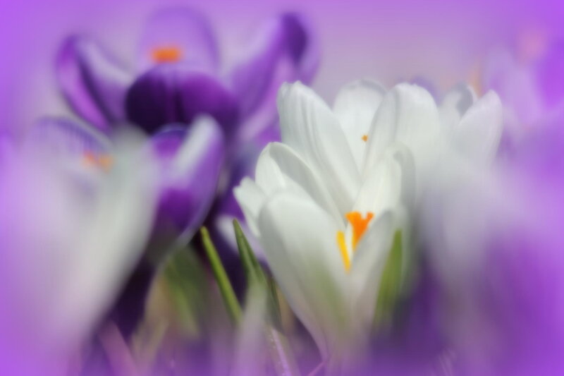 White and Purple Crocuses — Serene