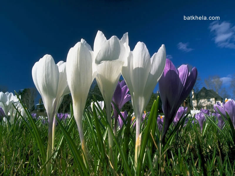 White and Purple Crocuses