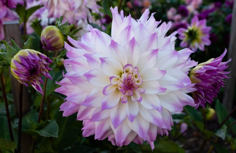 White and Purple Dahlia — Calm
