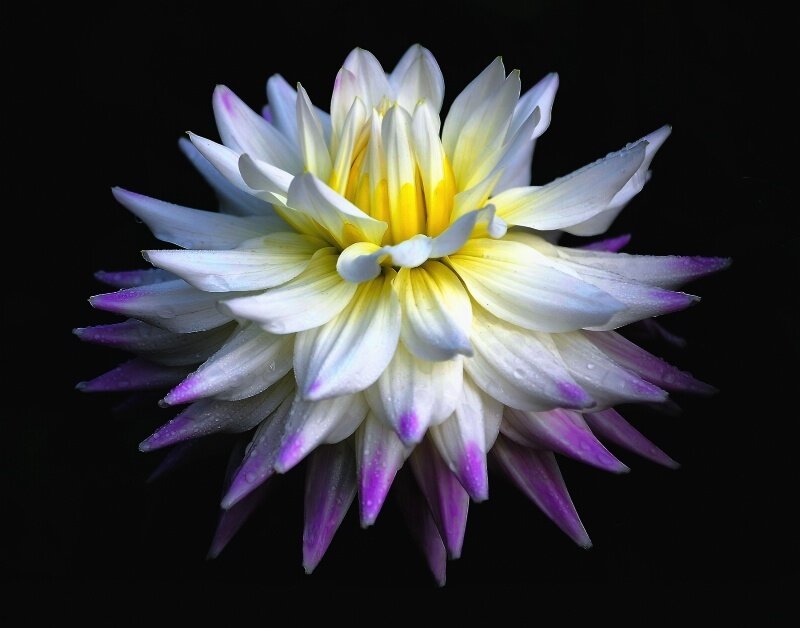 white and purple dahlia flower