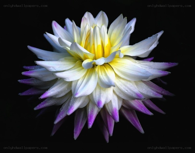 white and purple dahlia flower