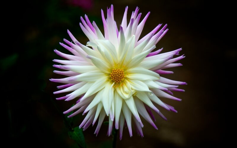 White and Purple Dahlia