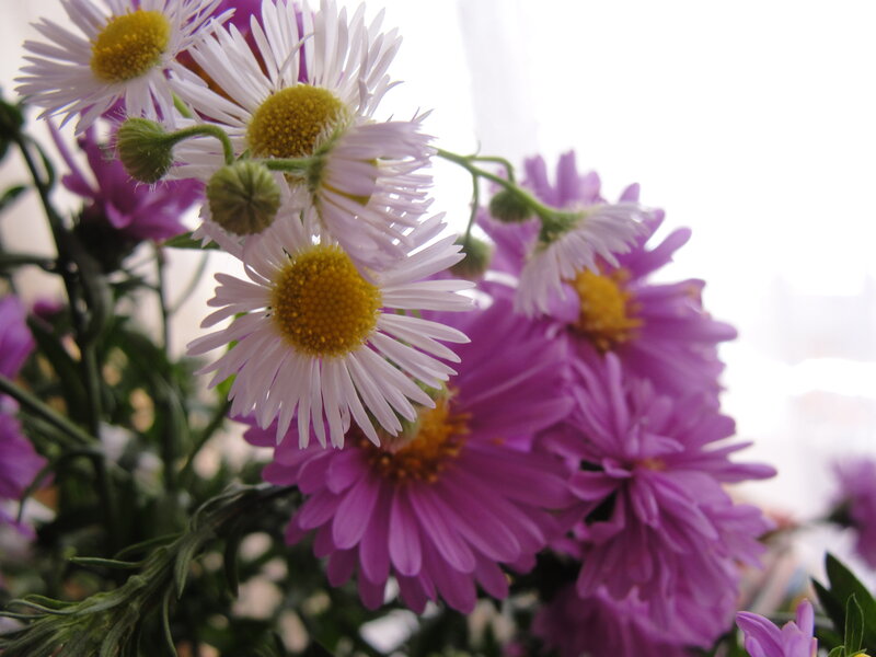 White and purple daisies