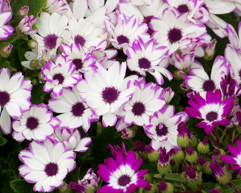 White and Purple Daisies — Calm, Spring