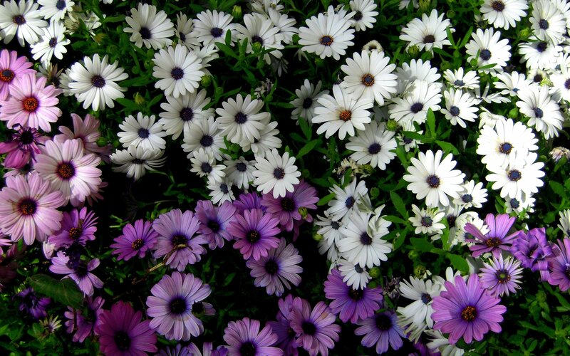 White and Purple Daisies — Calm