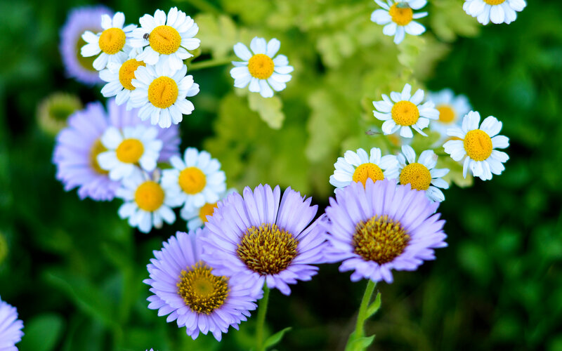 White and purple daisies in a garden