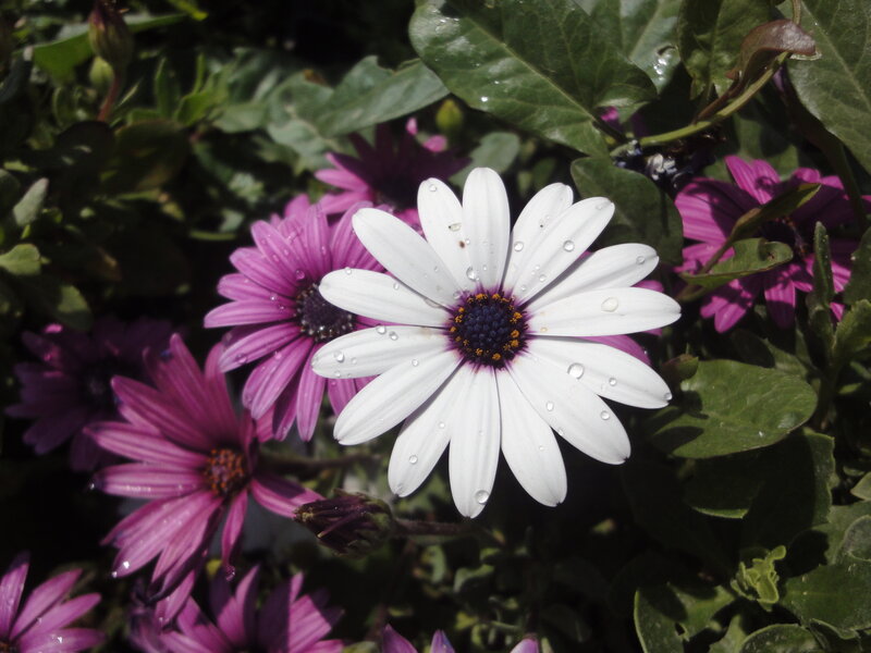 White and purple daisies with dew