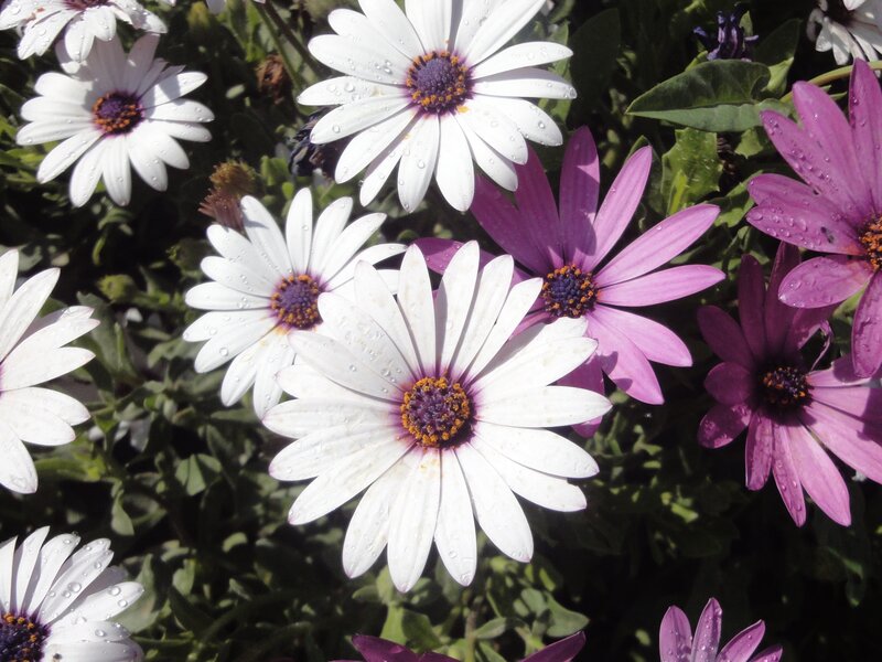 White and purple daisies with water droplets