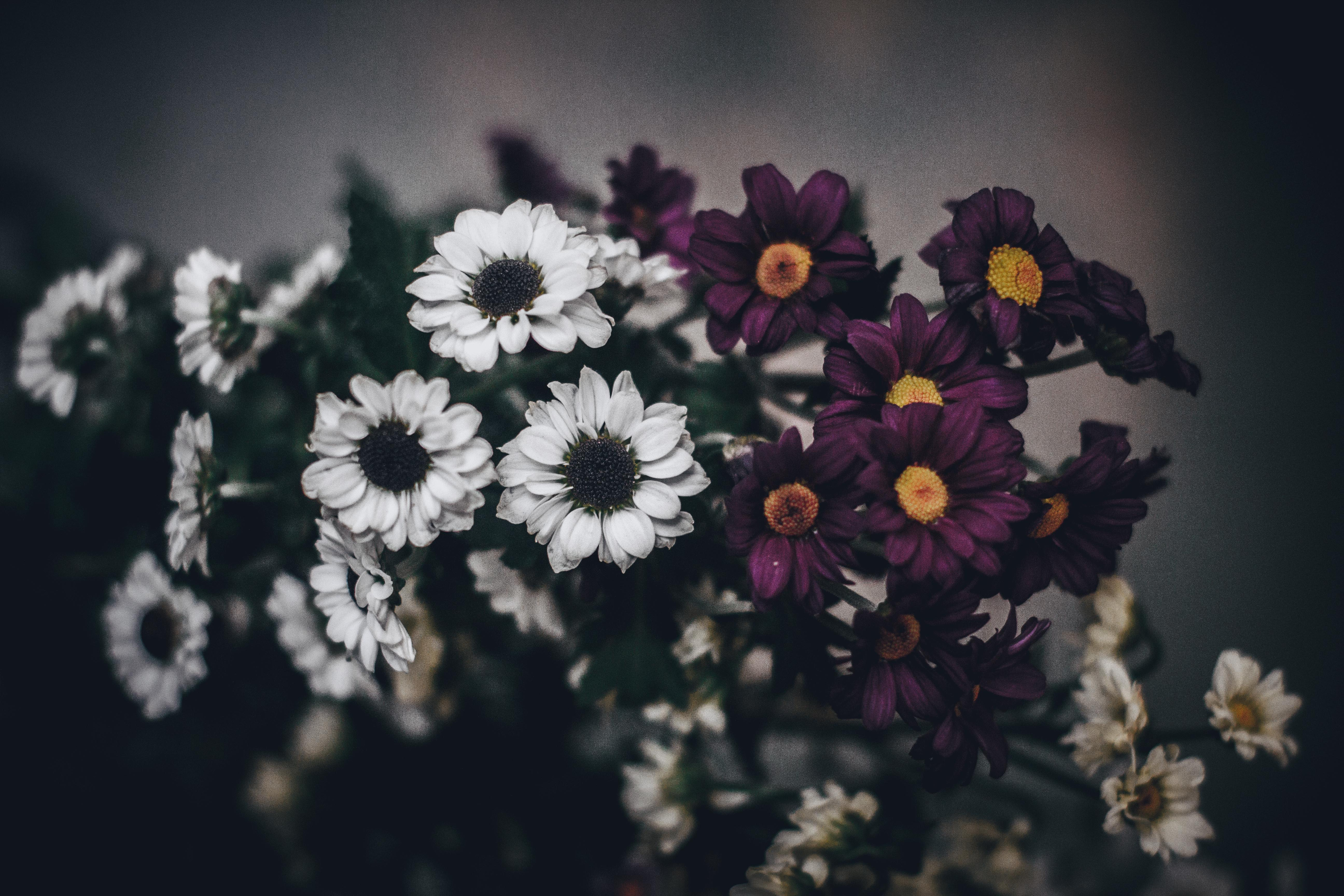 White and purple daisies