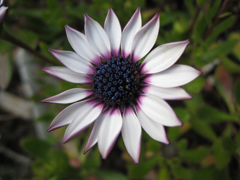 white and purple daisy flower