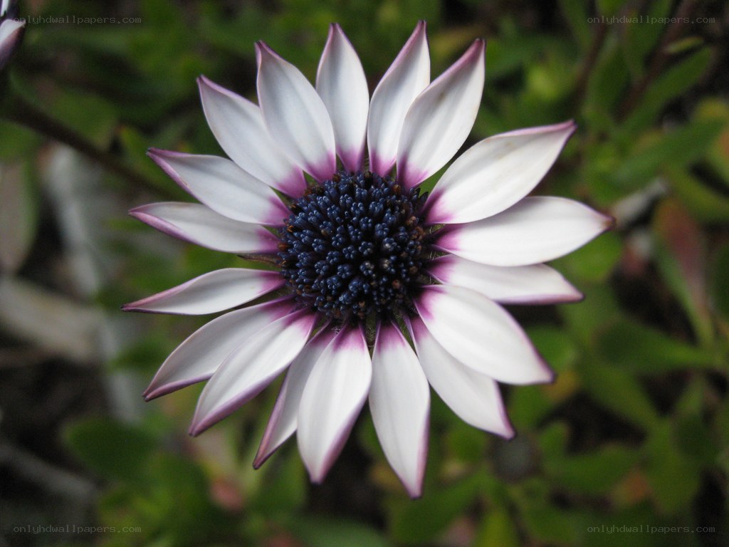 white and purple daisy flower
