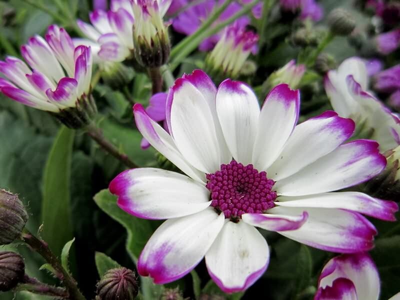 White and Purple Daisy