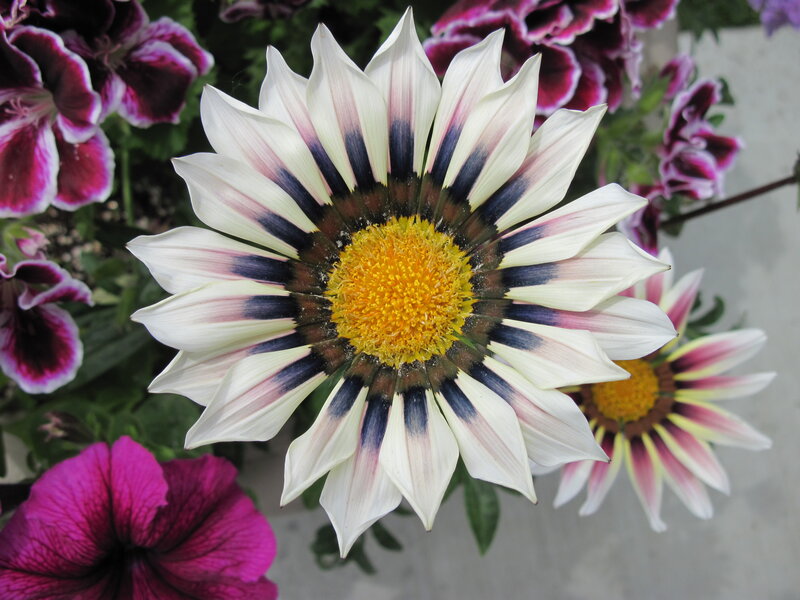 White and Purple Flower — Calm, Afternoon