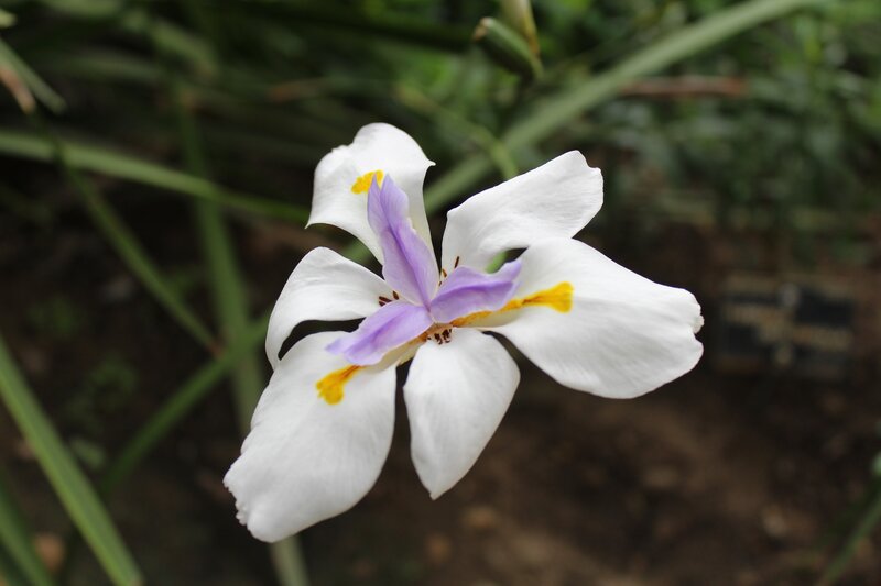White and Purple Flower — Calm, Photograph, Green Leaves