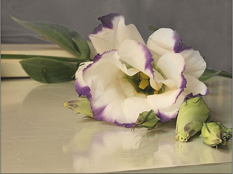 White and Purple Flower — Calm, Photograph