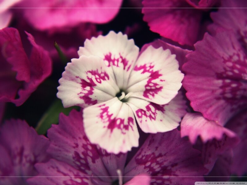 White and Purple Flower — Calm