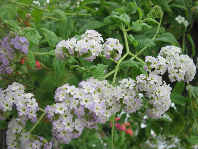 White and Purple Flower Clusters