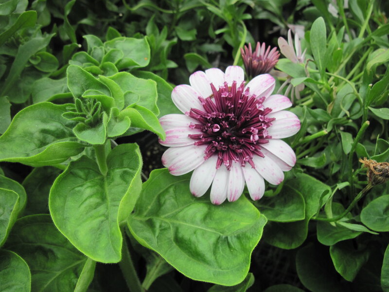 White and Purple Flower — Green