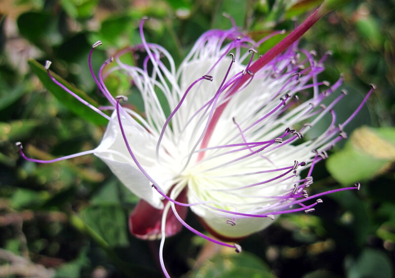 White and Purple Flower — Natural