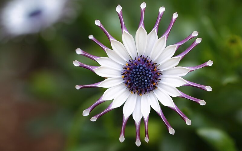 White and Purple Flower — Serene