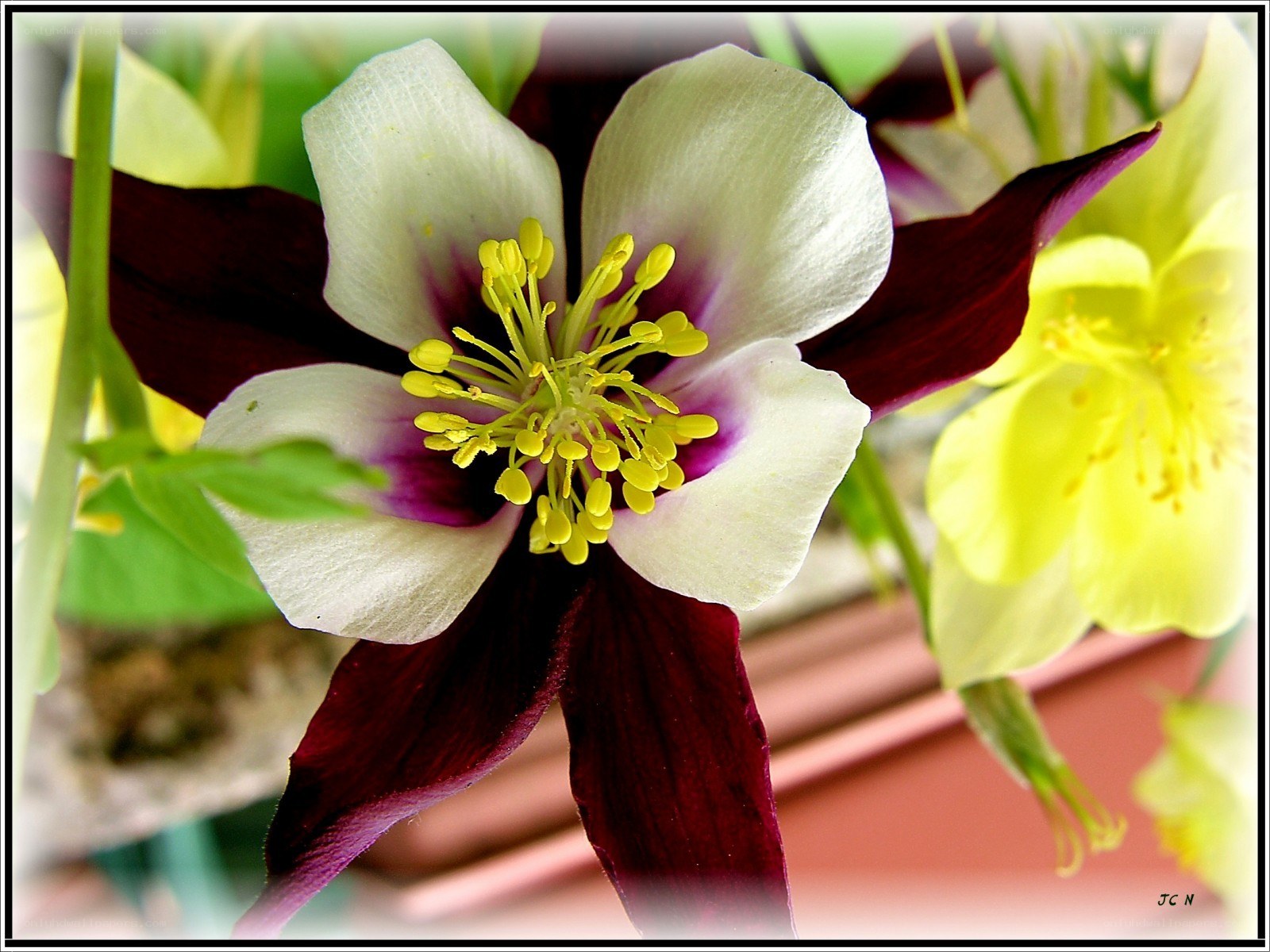 white and purple flower