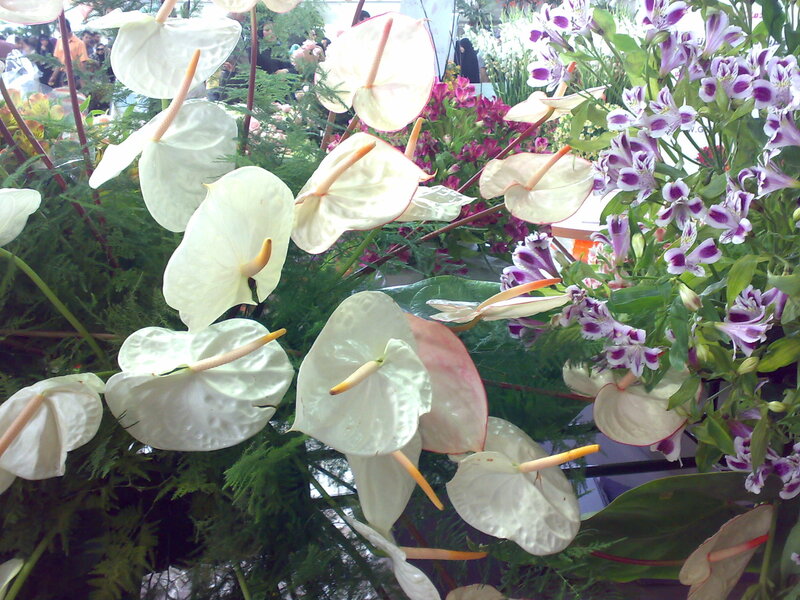 White and purple flowers at a market
