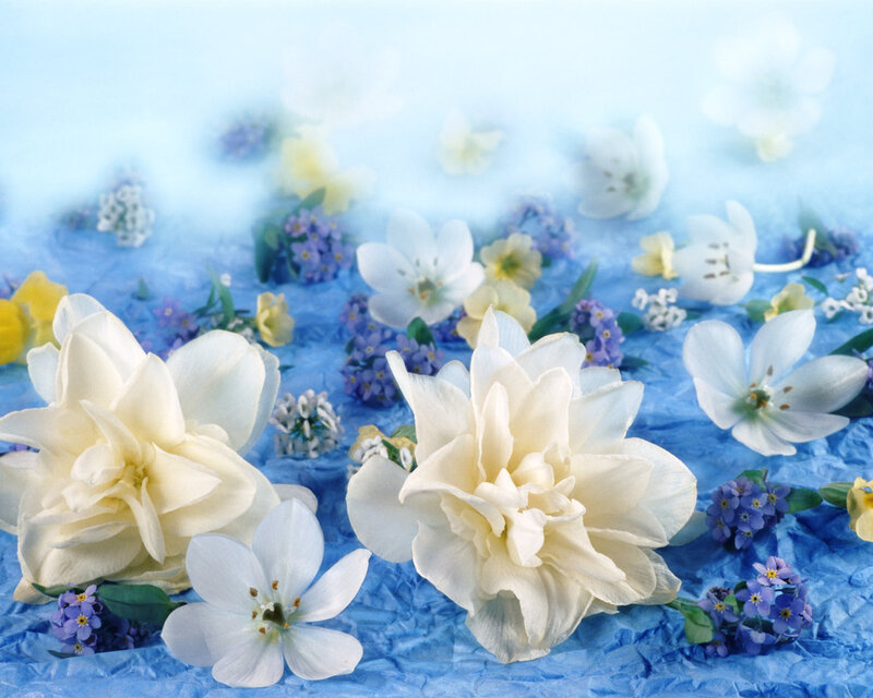 White and Purple Flowers — Blue, Serene