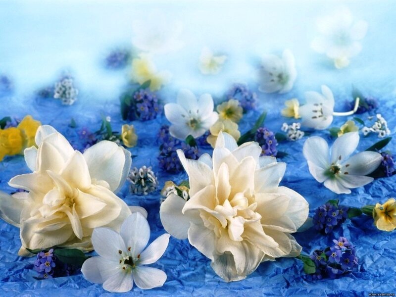 White and Purple Flowers — Blue