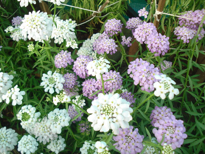 White and Purple Flowers — Calm, Afternoon, Photograph