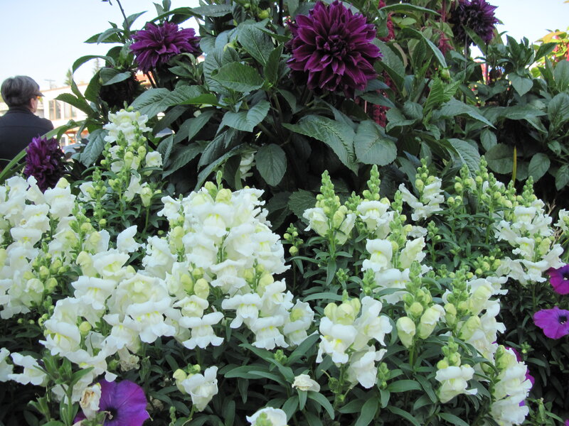 White and Purple Flowers — Calm, Afternoon