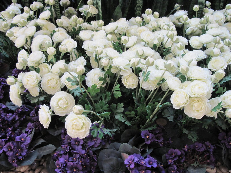 White and Purple Flowers — Calm, Photograph, Bouquet
