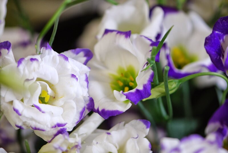 White and Purple Flowers — Calm, Photograph, Green Stems