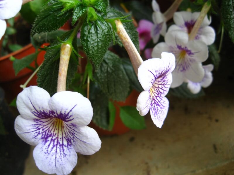 White and Purple Flowers — Calm, Photograph