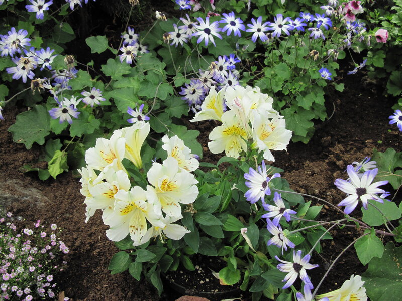 White and Purple Flowers — Calm, Spring