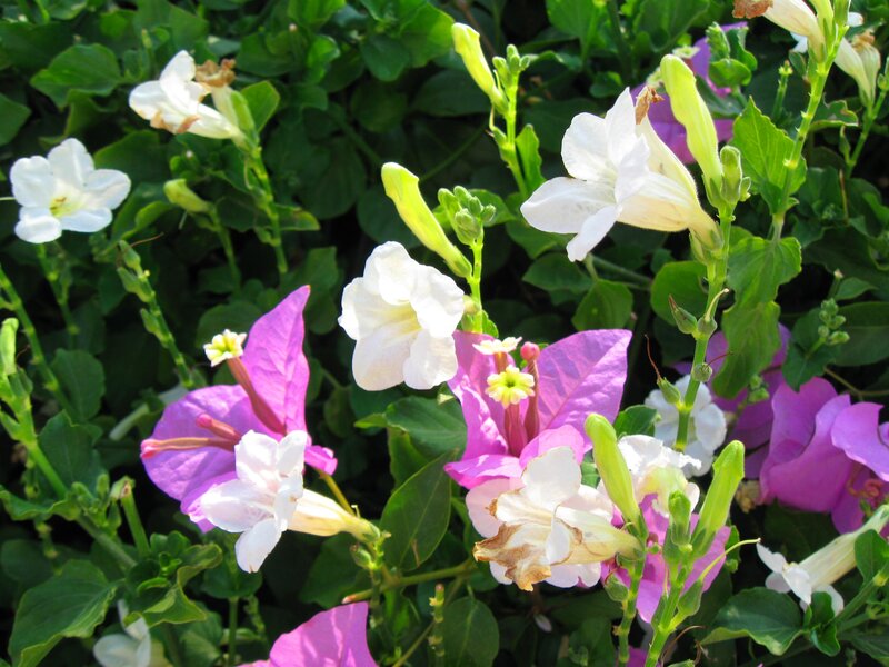 White and Purple Flowers — Calm