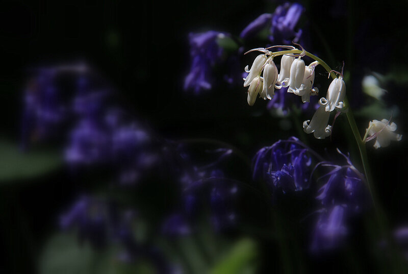 White and Purple Flowers — Dramatic