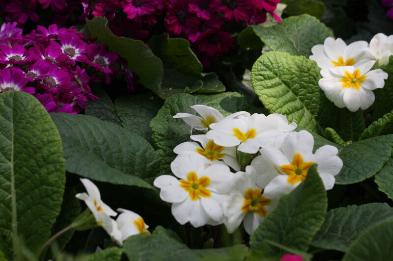 White and Purple Flowers — Green, Calm