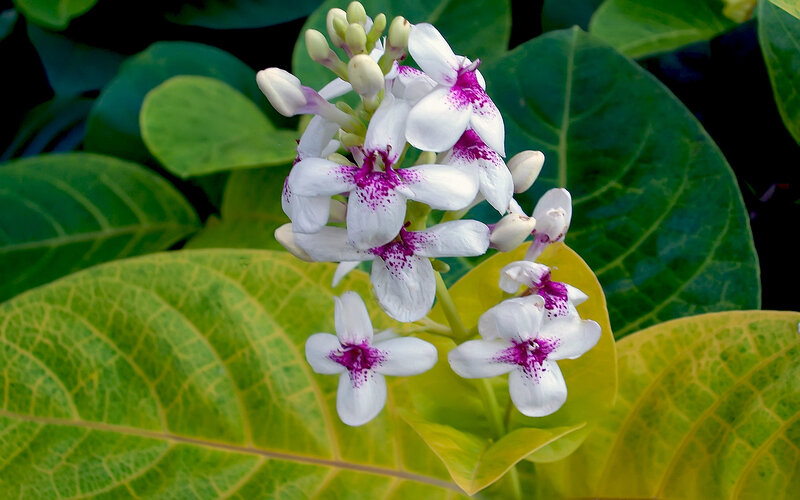White and Purple Flowers — Green