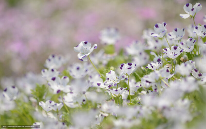 White and purple flowers in a field