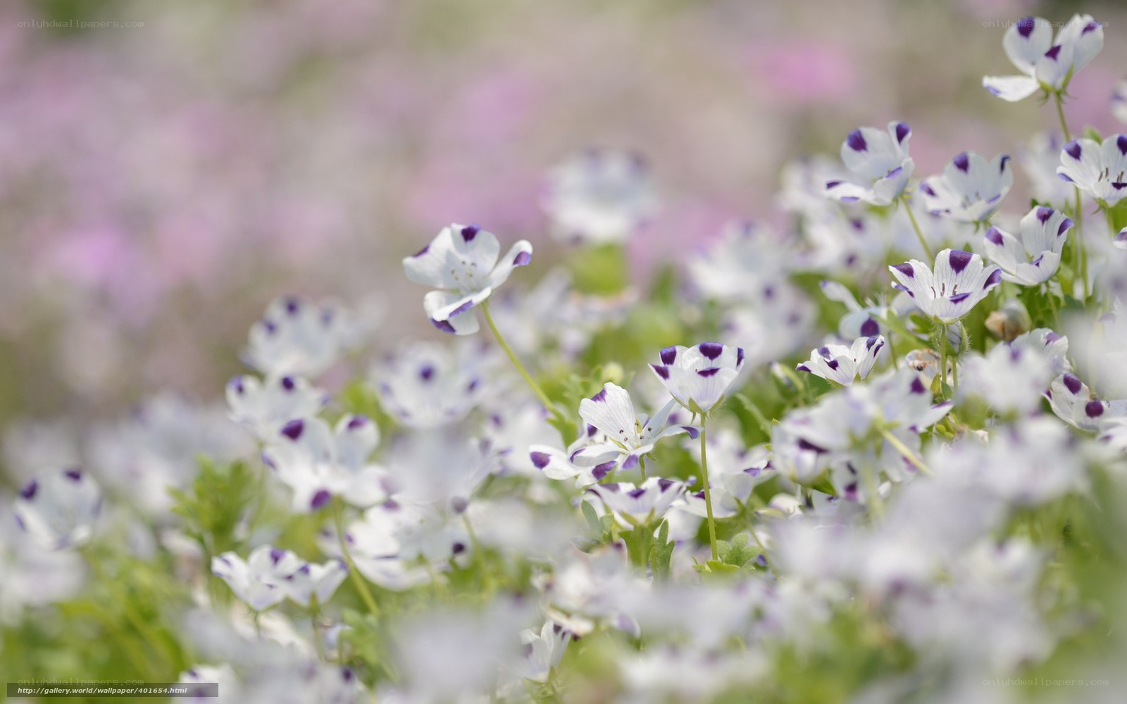 White and purple flowers in a field
