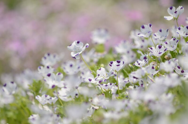 White and purple flowers in a field