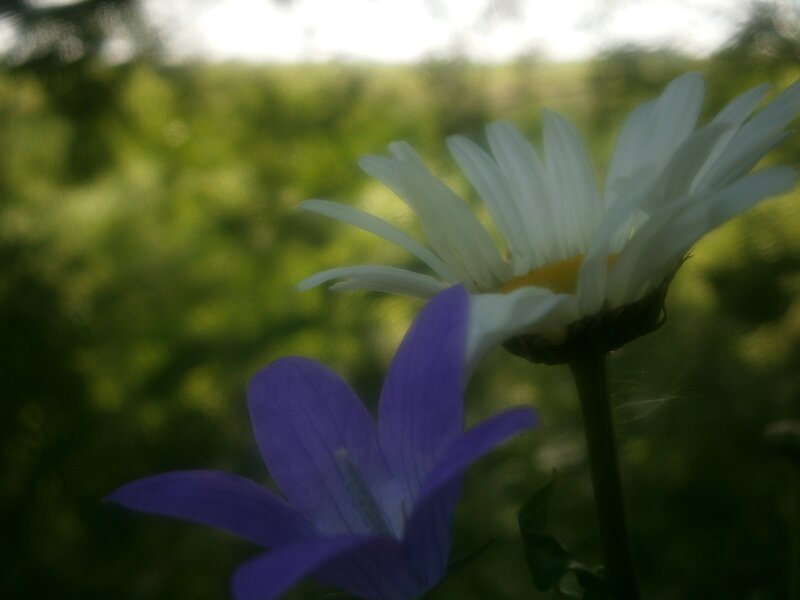 White and purple flowers in a field