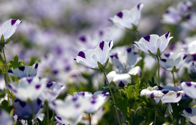 White and purple flowers in a field