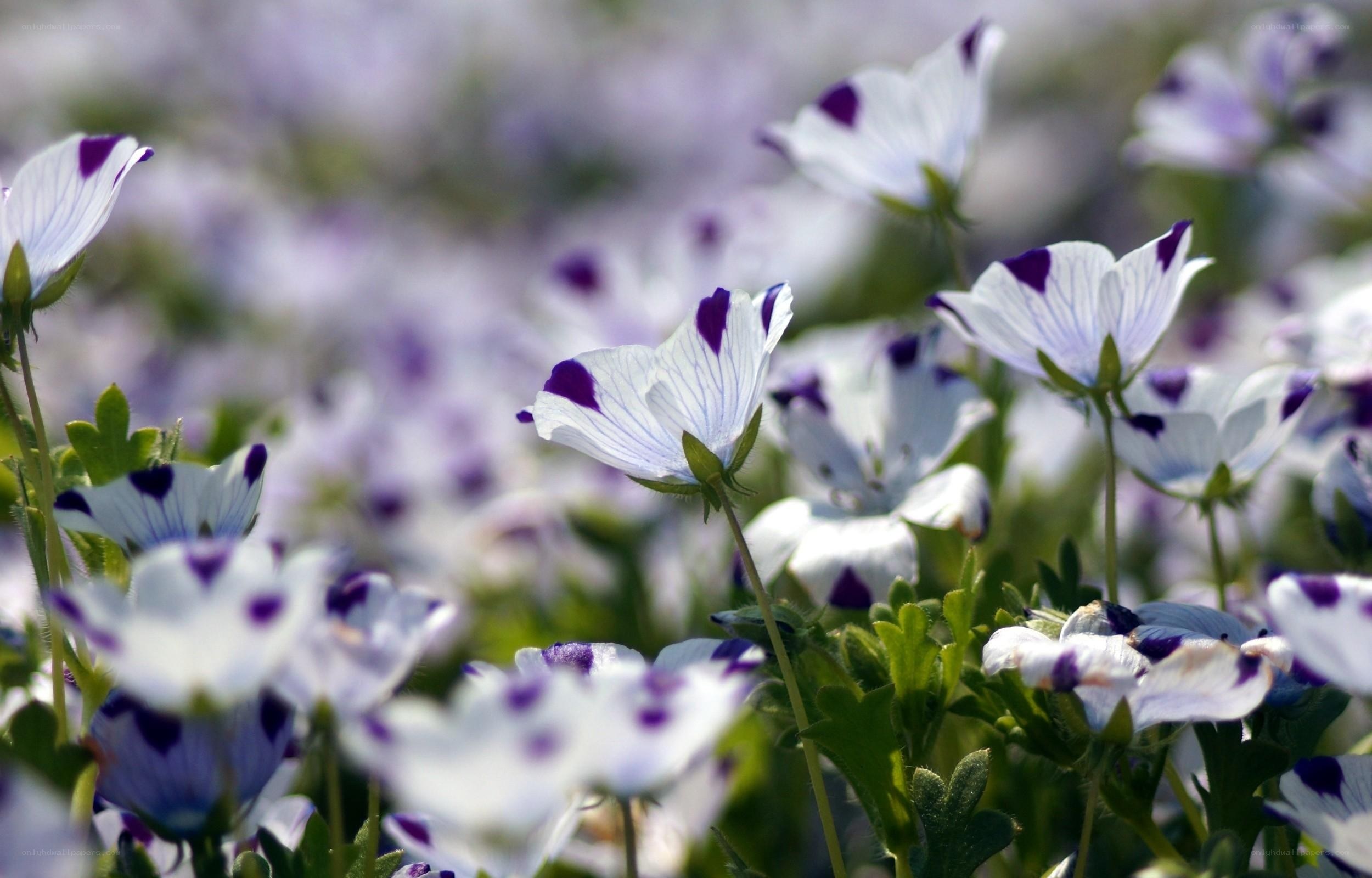 White and purple flowers in a field
