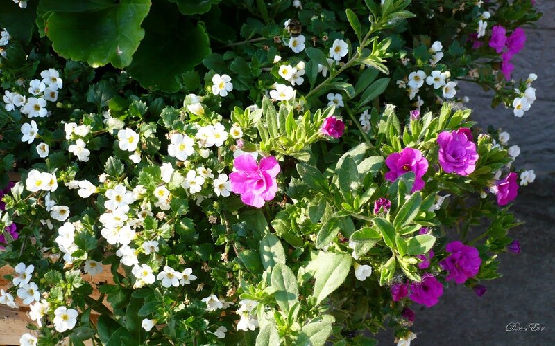 White and purple flowers in a planter