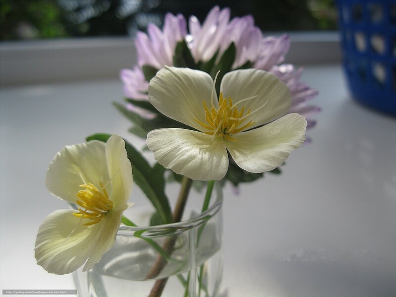 White and purple flowers in a vase