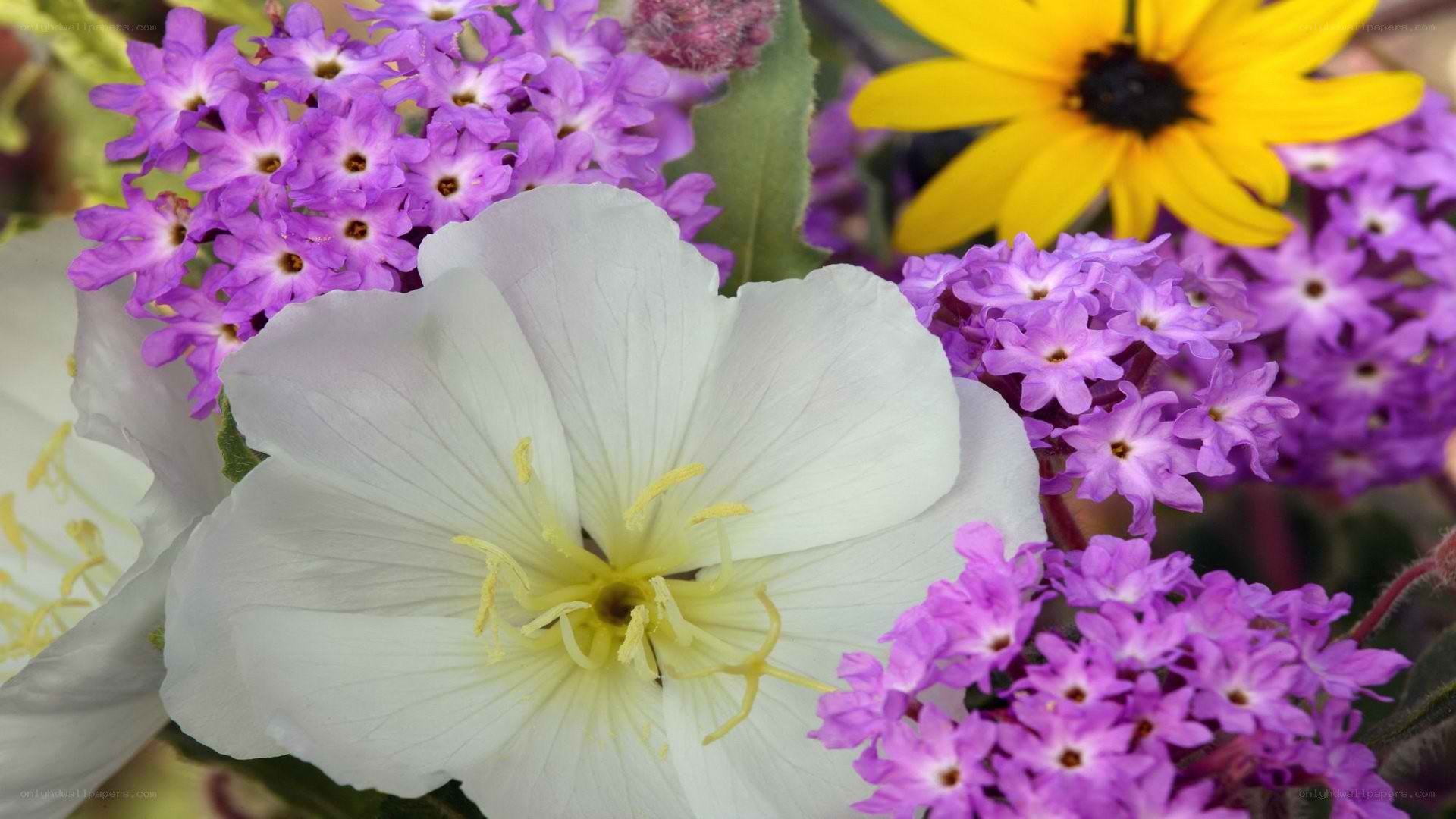 White and purple flowers in bloom