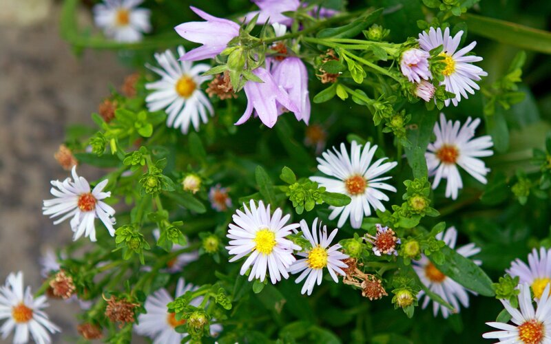 white and purple flowers in garden