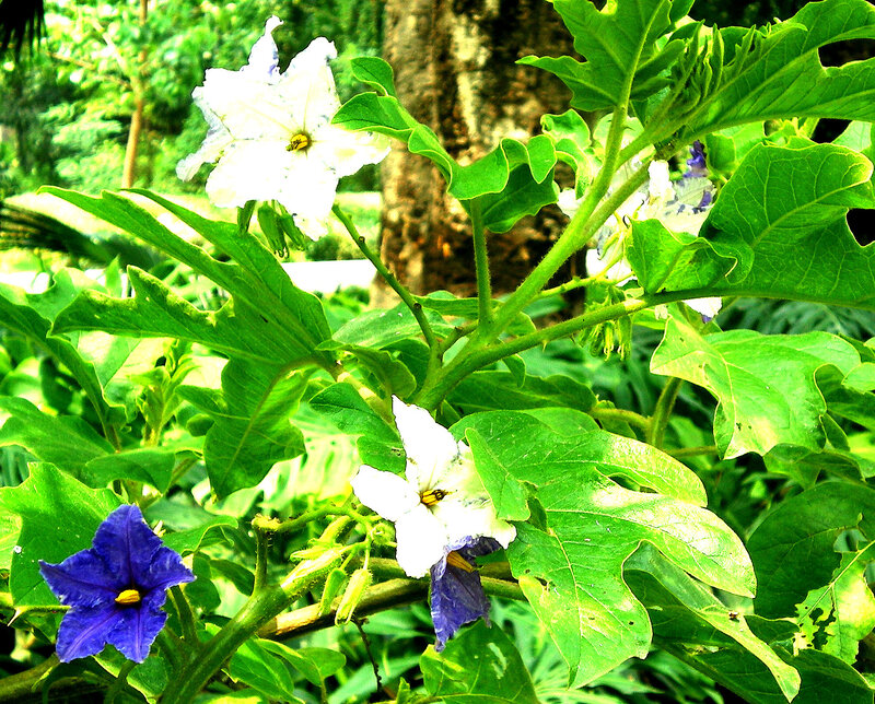 White and purple flowers in garden
